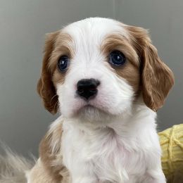 Cavalier King Charles Spaniels and Cavapoos from Mountain View Doodles