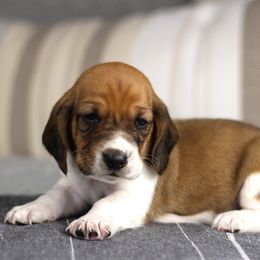 Fudge - Tan and white male Basset Hound puppy in Idaho from Welcome Home Bassets