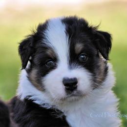 Australian Shepherd Puppies from Dovehawk Australian Shepherds