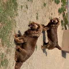 Sussex Spaniel Puppies from Brass Lite Kennel