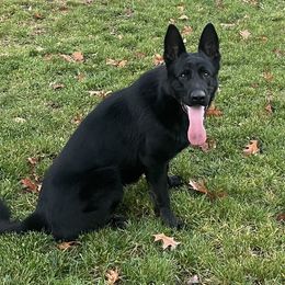 Rex - German Shepherd