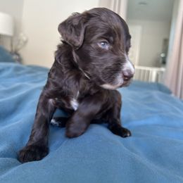 Girl 5 - Chocolate female Goldendoodle puppy in Peoria, Arizona from Az Adorable Doodles