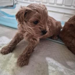 Peanut - Brown male Maltipoo puppy in Corona, California from Poodle house CA