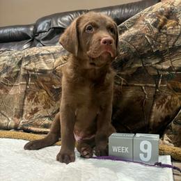 Purple Dot - Brown male Chesapeake Bay Retriever puppy in Wisconsin Dells, Wisconsin from Kilbourn Chesapeakes