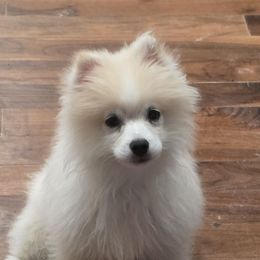Harley Davidson - Cream parti male Pomeranian puppy in El Centro, California from BabyBooPoms