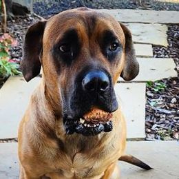 Mastiffs from Jems Haven