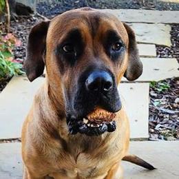 Mastiffs from Jems Haven