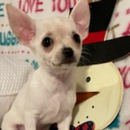 Chihuahuas, Poodles, and Yorkshire Terriers from Connie Toy Poodles & Chihuahuas Puppies