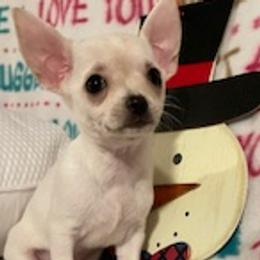 Chihuahuas, Poodles, and Yorkshire Terriers from Connie Toy Poodles & Chihuahuas Puppies