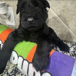 Light Pink - Black female Giant Schnauzer puppy in Pearland, Texas from K & S Schnauzers