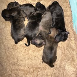 Chihuahua and Poodle Puppies from Garrett’s Chihuahuas and Poodles