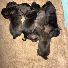 Chihuahua and Poodle Puppies from Garrett’s Chihuahuas and Poodles