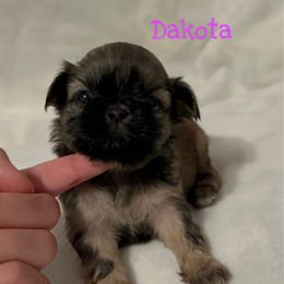 Dakota - Sable female Shih Tzu puppy in California from Fairy Tails Shih Tzus CA