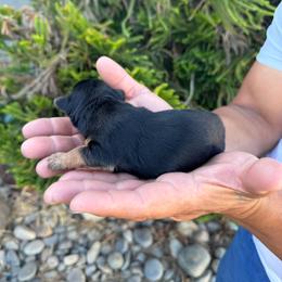 Gwen - Black and tan female Yorkshire Terrier puppy in Ceres, California from Mr.Yorkie