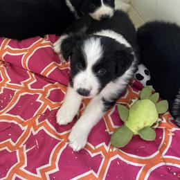 Boy 3 - Black and white male Border Collie puppy in Arlington, Washington from Classic kennel