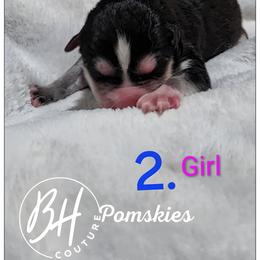 Lilly - Black and white female Pomsky puppy in Norfolk, Virginia from 'Brick'House Couture Pomskies