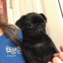 Bulldog, French Bulldog, and Pug Puppies from Royal destiny kennels