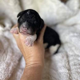 Boy 3 - male Bernedoodle puppy in Superior, Arizona from Mountain Bridge Doodles