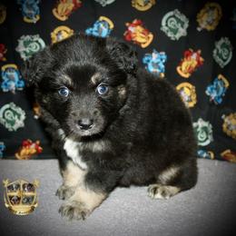 Jolly rancher - Black tri female Miniature Australian Shepherd puppy in El Dorado Springs, Missouri from HP Aussie Kennels