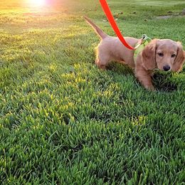 Dachshund Puppies from Michigan Rockin' Dachshunds