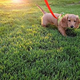Dachshund Puppies from Michigan Rockin' Dachshunds