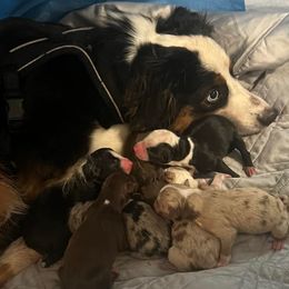 Skye - Miniature Australian Shepherd