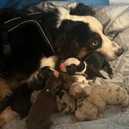 Skye - Miniature Australian Shepherd