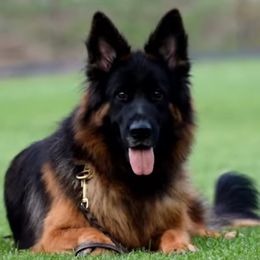 Imalyna - German Shepherd