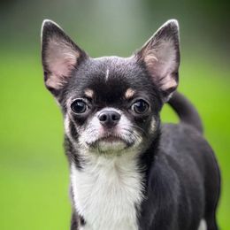 Vida - Chihuahua