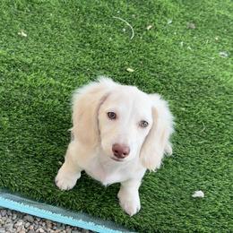 Ollie green eyes - Cream male Dachshund puppy in Prescott, Arizona from Dachshund Family Love Breeders