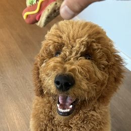 Goldendoodle All Grown Up from Dawnie’s Doodles