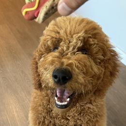 Goldendoodle All Grown Up from Dawnie’s Doodles