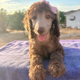 Liberty (zBill) - Cafe au lait female Poodle puppy in Meadowbrook, California from Standard Poodle Pups