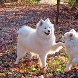 Princess - Samoyed