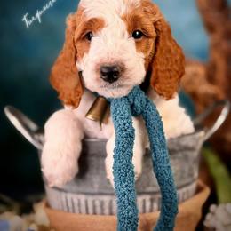 Bernedoodle, Goldendoodle, Golden Retriever, and Poodle Puppies from Red String Farmstead