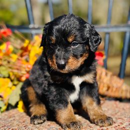 Jazz - Phantom female Bernedoodle puppy in Bowling Green, Ohio from FDF Pyredoodles & Bernedoodles