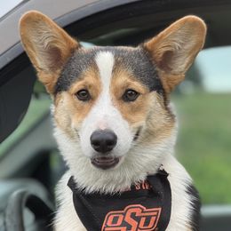 Rip - Pembroke Welsh Corgi