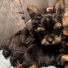Nana male 2 - Black and gold male Yorkshire Terrier puppy in Gatesville, Texas from KontryKritterz Yorkies