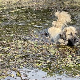 Anatolian Shepherd Dog Puppies from Smithville Hay Livestock Guardian Dogs