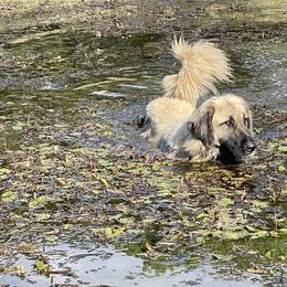 Anatolian Shepherd Dog Puppies from Smithville Hay Livestock Guardian Dogs