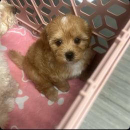Prince - Red male Maltipoo puppy in Apple Valley, California from Boujeepups
