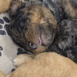Black Collar Male - Merle male Double Doodle puppy in Killeen, Texas from Parrish Precious Ones Texas