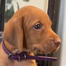 Miss Purple - Golden rust female Vizsla puppy in Agua Dulce, California from Waterfall Ranch Hungarian Vizslas