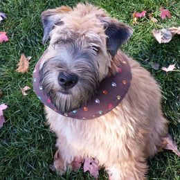 Soft Coated Wheaten Terriers from Blue Moon Wheatens