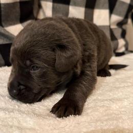 Lime Green- Charcoal - Charcoal male Dilute Retriever puppy in Marion, Illinois from Summer Lovin’ Labradors of Southern Illinois