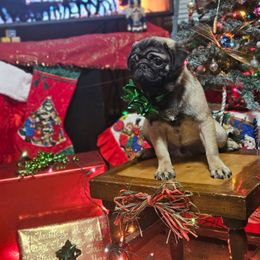 Green collar - Brindle male Pug puppy in Sultan, Washington from Pawsome Pug Companions