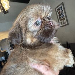 Thor - Liver male Shih Tzu puppy in Bakersfield, California from Little pumpkin Shih Tzu’s