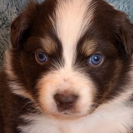 Australian Shepherds from Mountain Run Australian Shepherds