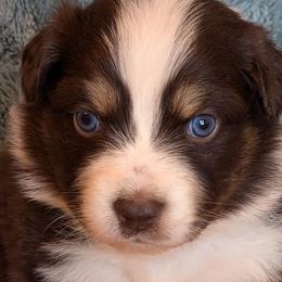 Australian Shepherds from Mountain Run Australian Shepherds