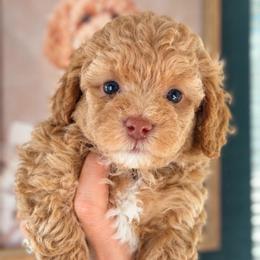 Ash - Cream male Goldendoodle puppy in Millville, California from Hope Lane Kennels